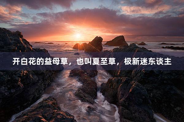 开白花的益母草，也叫夏至草，极新迷东谈主