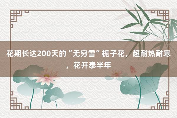 花期长达200天的“无穷雪”栀子花，超耐热耐寒，花开泰半年