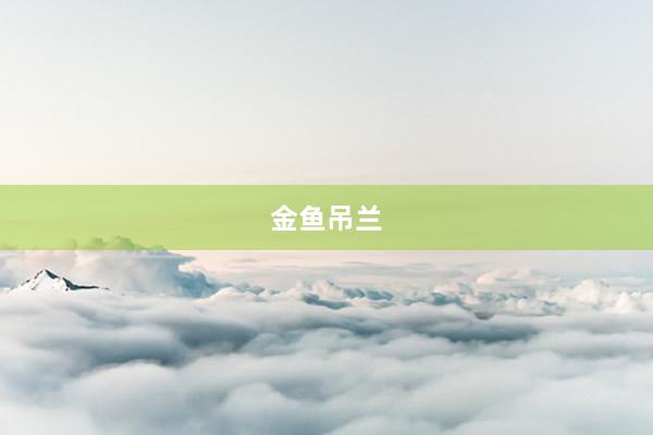 金鱼吊兰